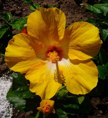 Größenänderung Hibiscus rosa-sinensis - zweifarbig orangegelb-weiß - 002.jpg