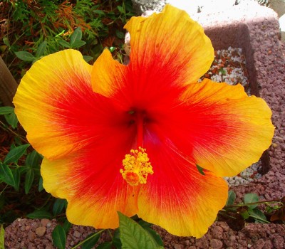 Größenänderung Hibiscus rosa-sinensis - zweifarbig rot-gelb - 006.jpg