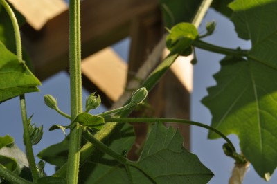 21.8.2011 Garten 020 (2000x1328).jpg