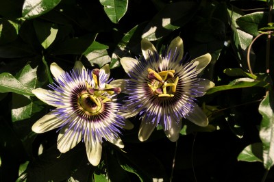 21.8.2011 Garten 003 (2000x1328).jpg