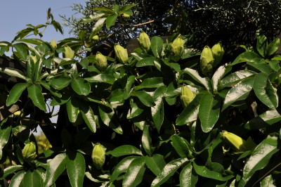 21.8.2011 Garten 001 (2000x1328).jpg