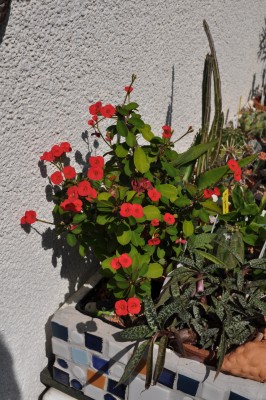 21.8.2011 Garten 012 (1328x2000).jpg