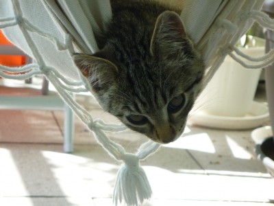 Hängesessel erobert.JPG