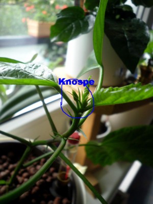 Knospe.jpg