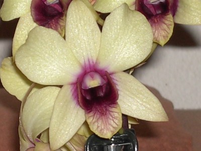 Dendrobium_7.JPG
