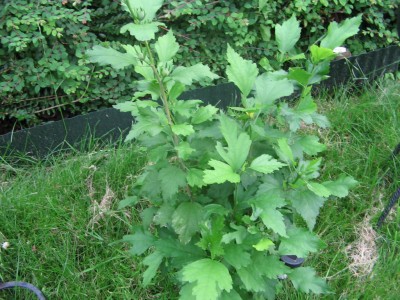 Hibiskus 2011 009.jpg