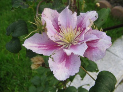 Hibiskus 2011 017.jpg