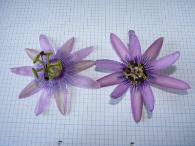 puple passion vergleich amethyst.jpg