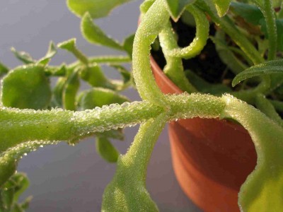 Eiskraut3.jpg