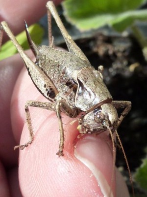 Gewöhnliche Strauchschrecke (Pholidoptera griseoaptera) (2).jpg