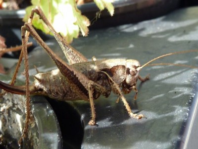 Gewöhnliche Strauchschrecke (Pholidoptera griseoaptera) (4).jpg