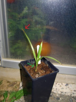 PICT1039.JPG