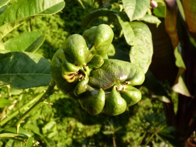 buddhas kralle.jpg