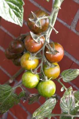 IMG_4378.jpg