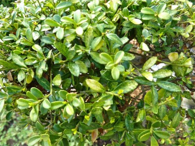 Ilex30.jpg