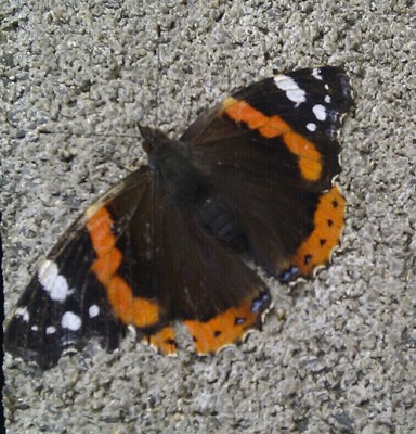 Schmetterling.jpg