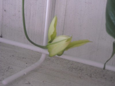 Gloriosa.jpg