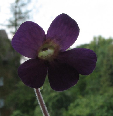 Blüte Pinguicula.jpg