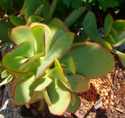 Größenänderung 100D5101.jpg