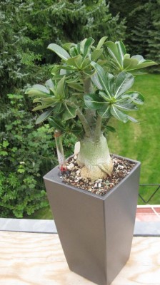 3jährige Wüsti 21-08-2011.JPG