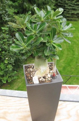 3jährige Wüsti 21-08-2011 Bild 1.JPG