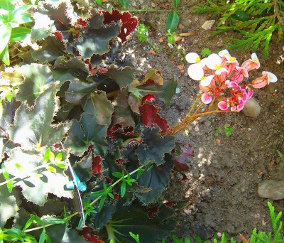 Größenänderung 100D5107.jpg