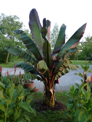 maurelli 22.08.20121.jpg