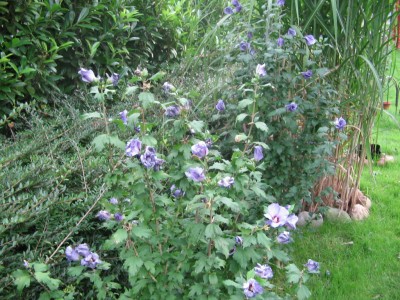 Hibiskus 2011 006.jpg