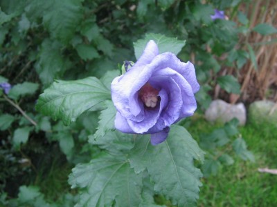 Hibiskus 2011 007.jpg