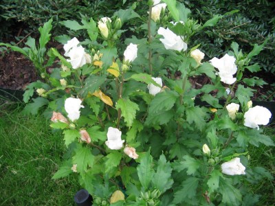 Hibiskus 2011 008.jpg