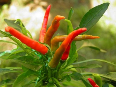Thai Chilli 21.8.jpg