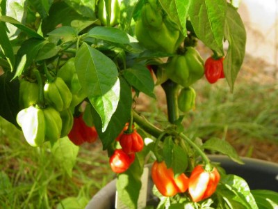 Habanero red 21.8.jpg