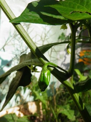 größte bhut jolokia.jpg
