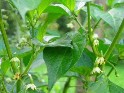 Bhut Jolokia mit vielen Blüten.jpg