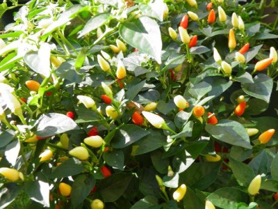Zierchili 21.8.jpg