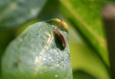 florfliegenlarve3.jpg