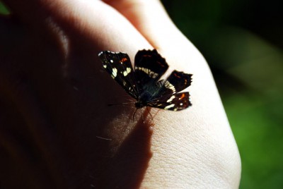 Schmetterling2.JPG