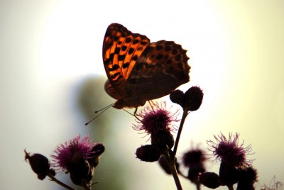 DSC_9672y.JPG