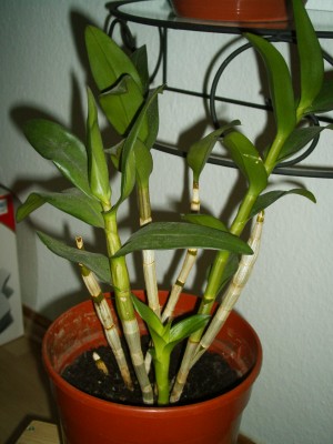 meine pflanzen 023.jpg