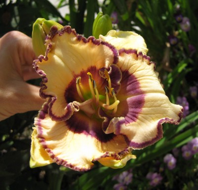 Bluegrass Music_1280.jpg