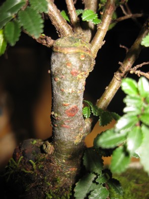 stamm.jpg