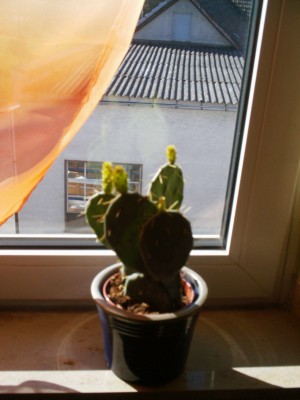 meine pflanzen 020.jpg