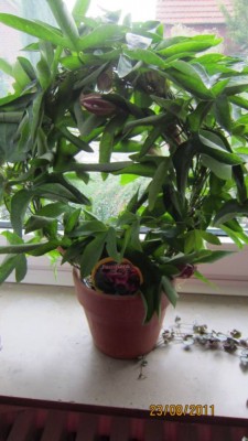 Passiflora victoria.jpg