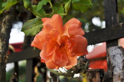 23.8 006 (2000x1328).jpg