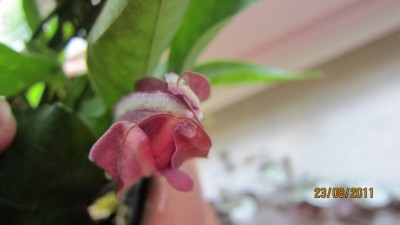 IMG_0572.jpg