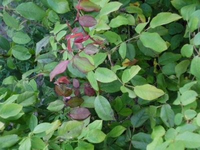 kranke rosen 004.JPG