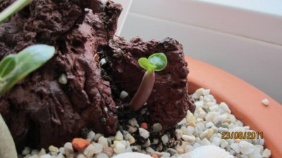 Keimling 23.08.2011.jpg