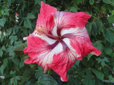 Creole Belle 18-08-2011.JPG