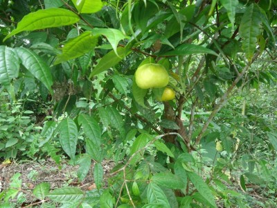 62. Unbekannter Baum, DSC08155, Syzygium vielleicht.JPG