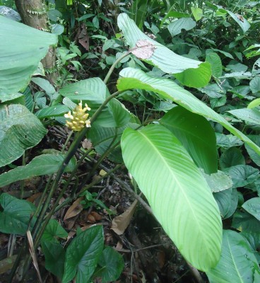 Costus sp. (Finca via 7 de agosto), DSC08162.JPG